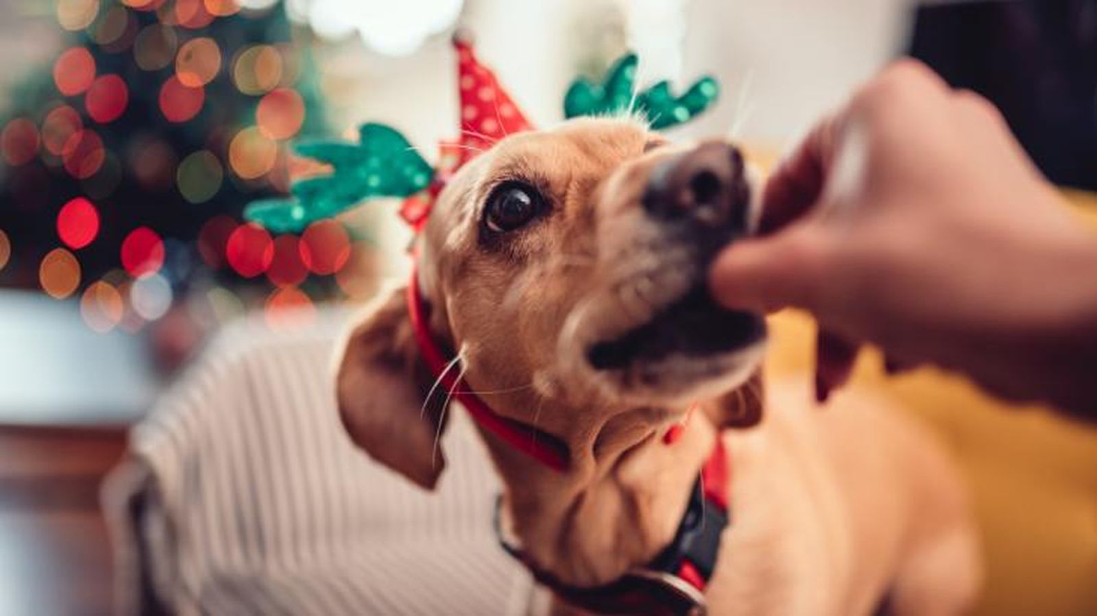En los postres típicos de las fechas navideñas el aporte de grasa es muy elevado. En los postres típicos de las fechas navideñas el aporte de grasa es muy elevado.