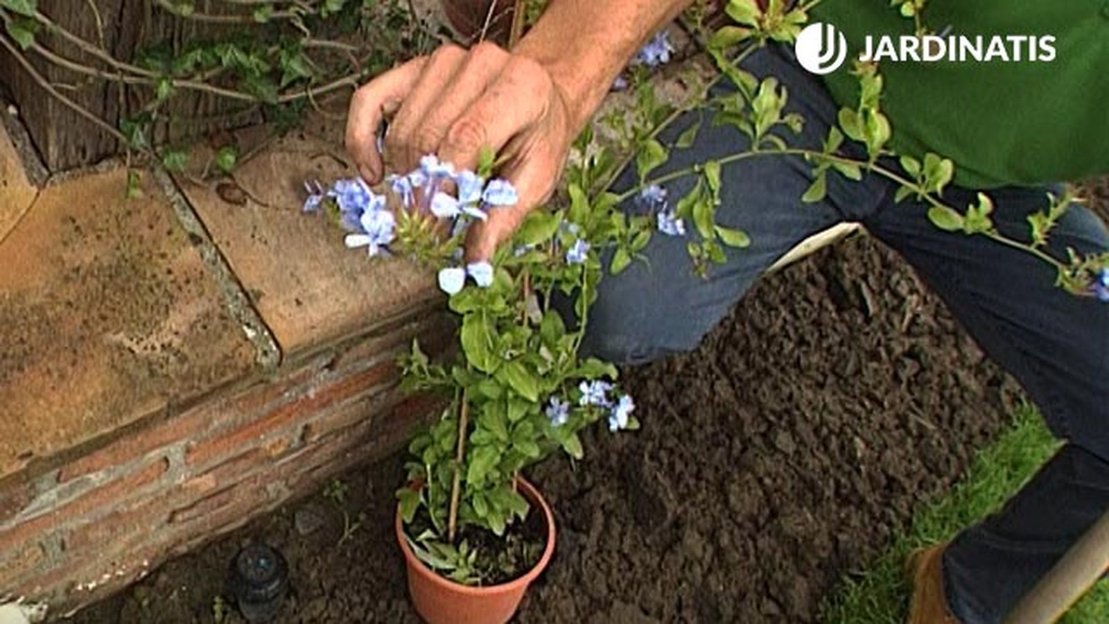 plantacion enredaderas plumbago capensis brico 360 jardin plantacion enredaderas plumbago capensis brico 360 jardin