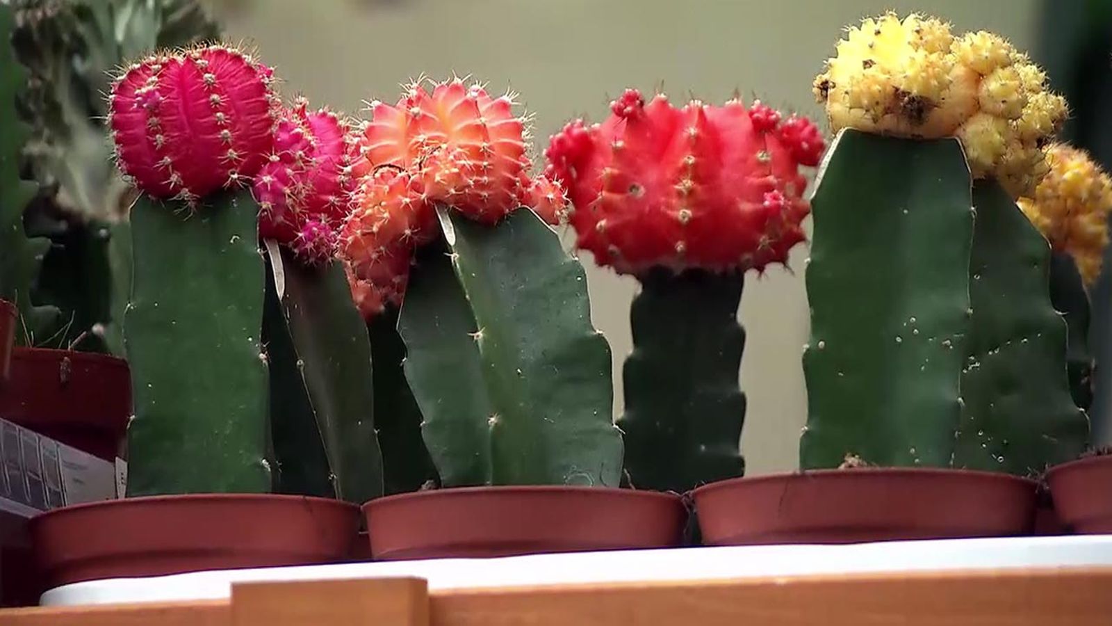 deco 565 plantas en miniatura cactus injertados deco 565 plantas en miniatura cactus injertados