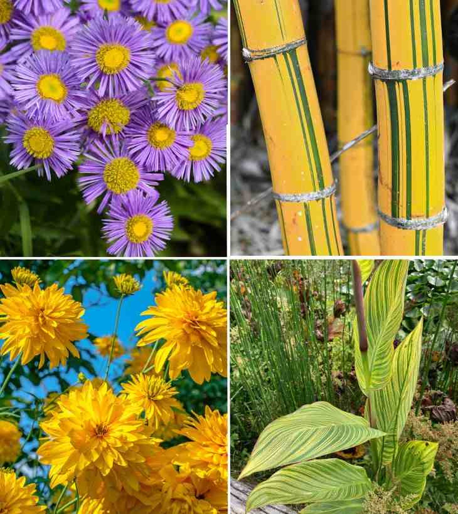 De izq. a drcha.: aster, bambú amarillo, dalia y Canna indica. De izq. a drcha.: aster, bambú amarillo, dalia y Canna indica.