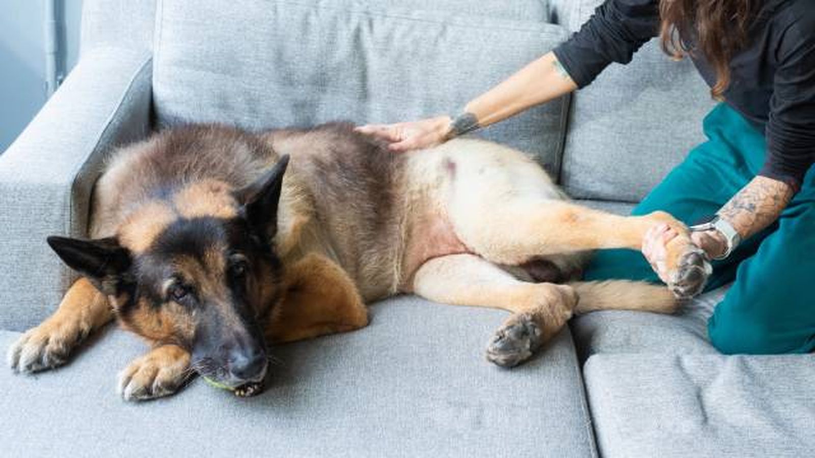 fisioterapia perros ejercicios en casa fisioterapia perros ejercicios en casa