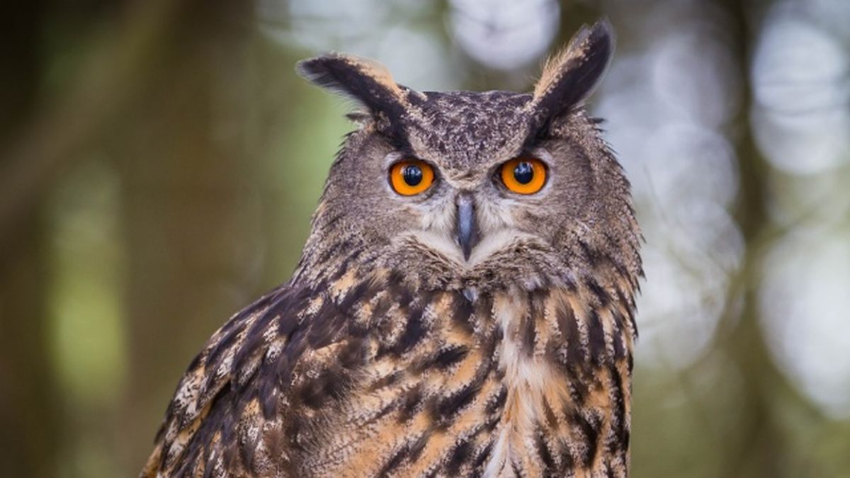 animales nocturnos buho
