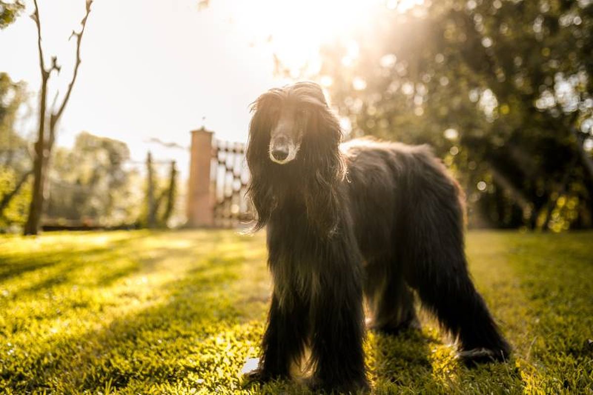 El galgo afgano es un perro grande, de conformación ligera y adaptado a la carrera.