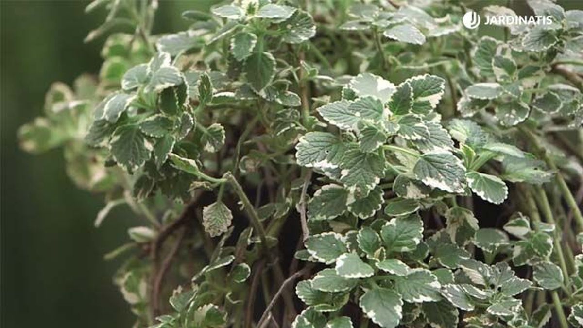 Plectranthus coleoides