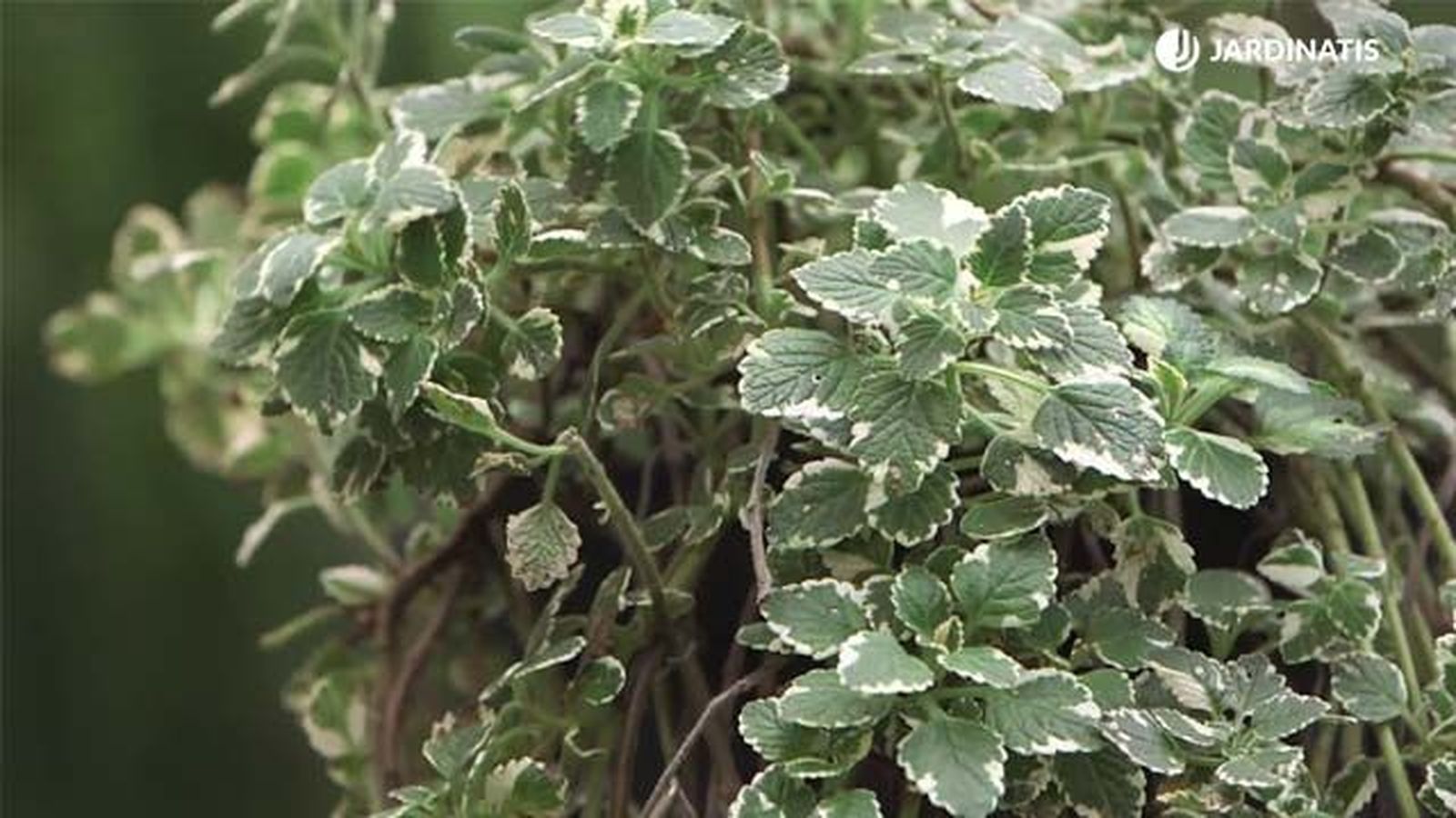Plectranthus coleoides Plectranthus coleoides