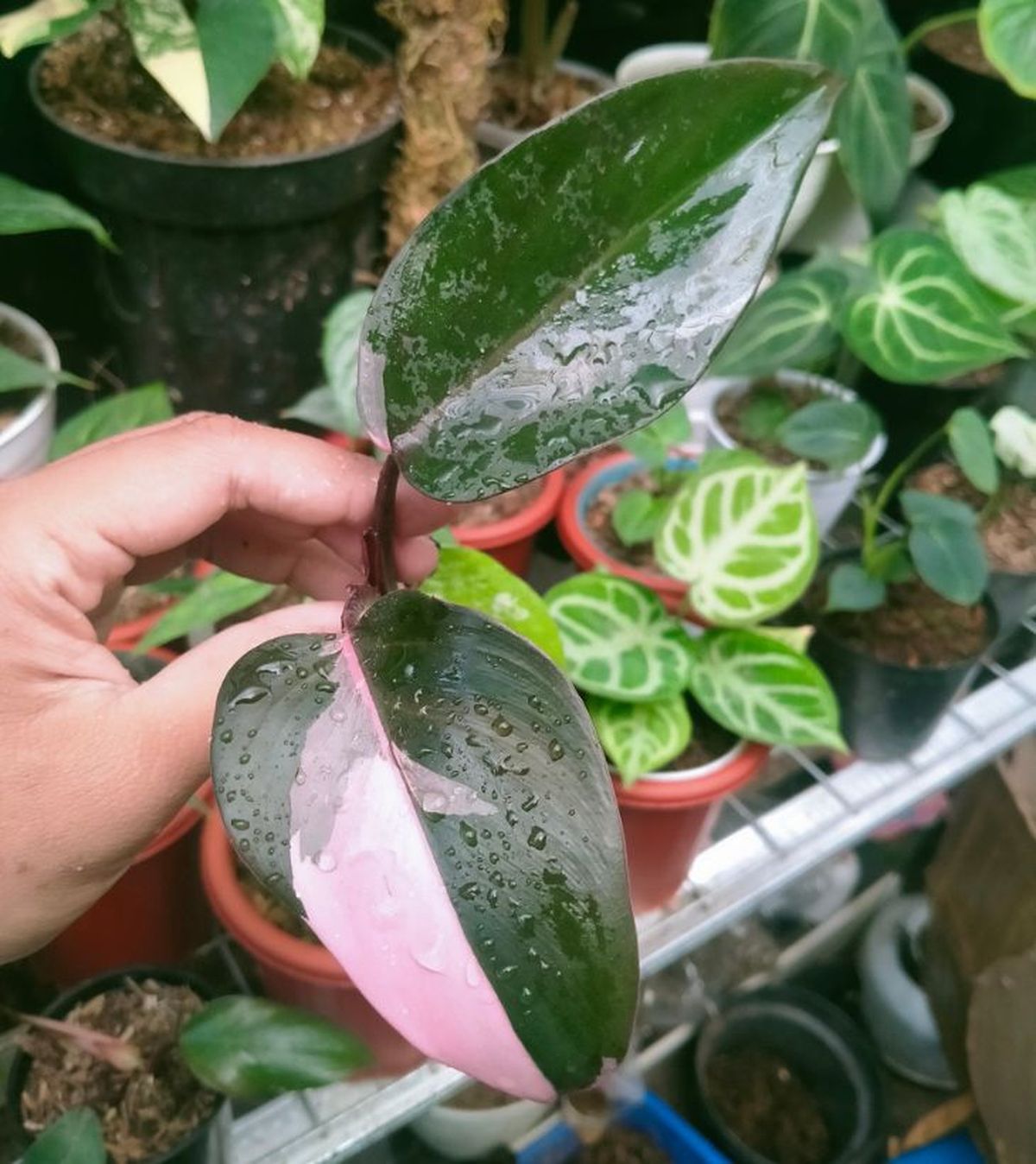 Philodendron pink princess variegada