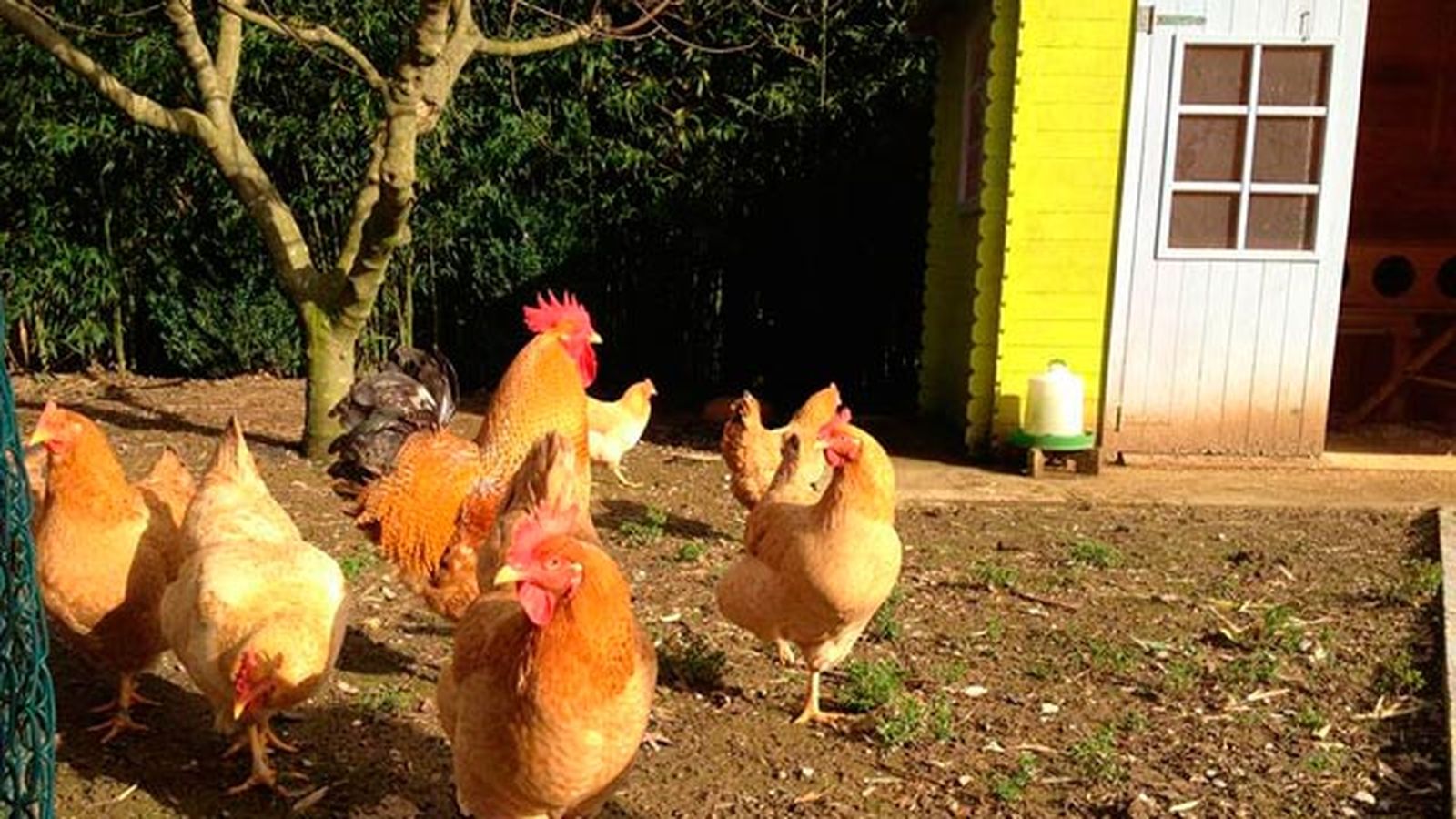 gallinero2 gallinero2