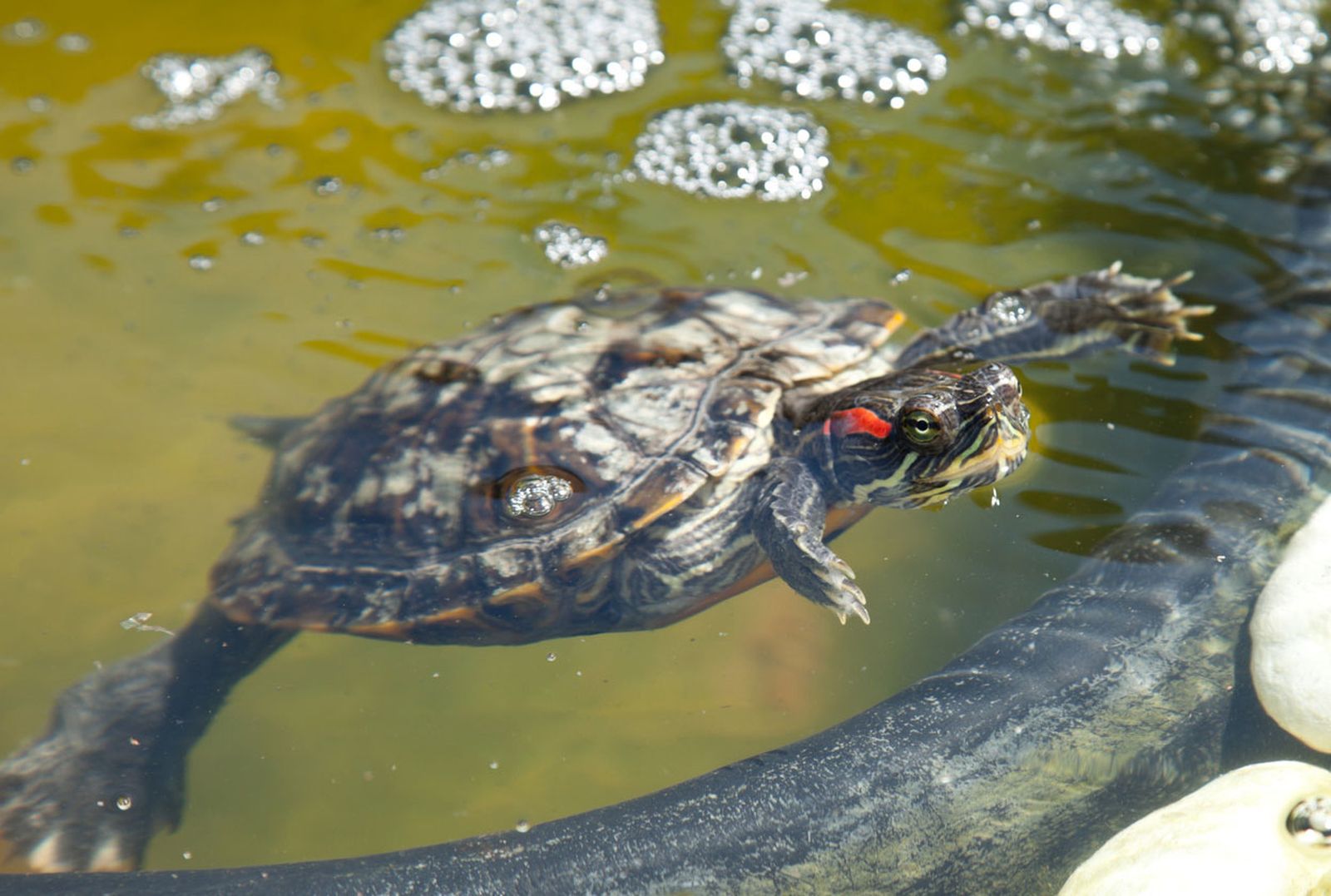 tortuga agua no gregaria