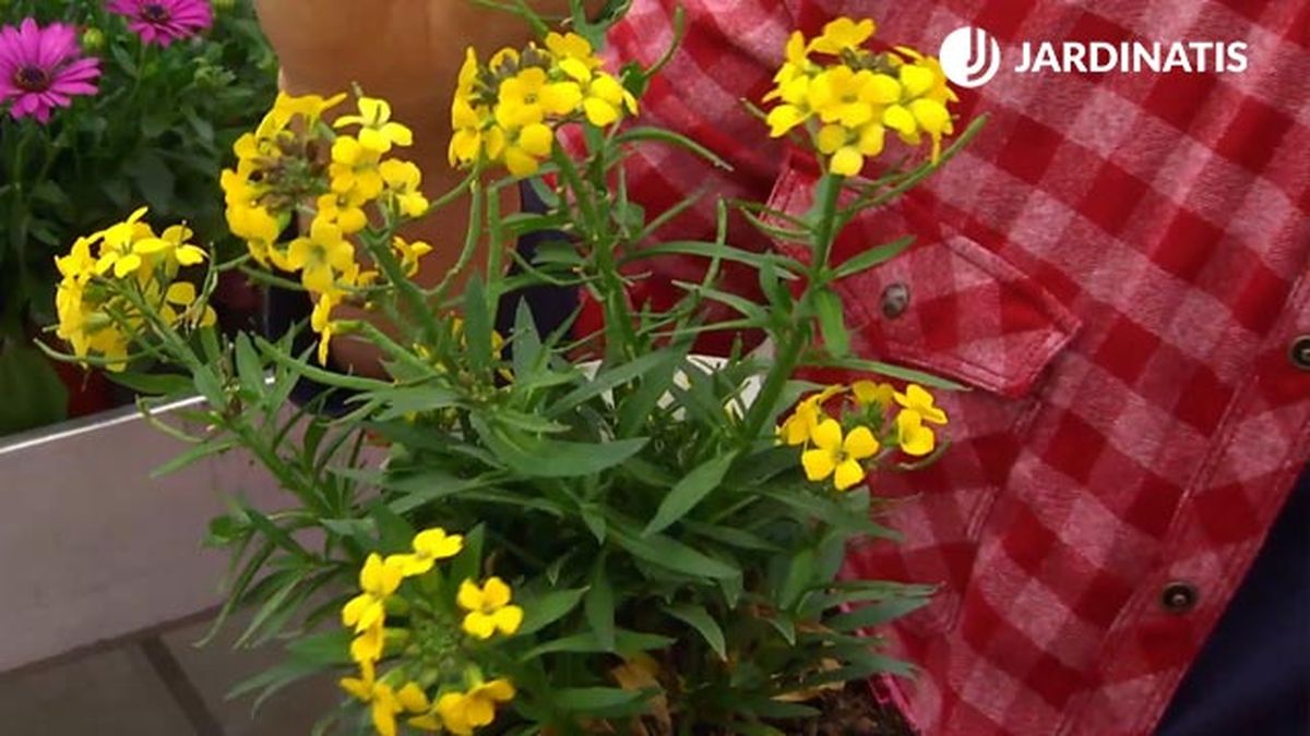 planta erysimum deco 423 jardin