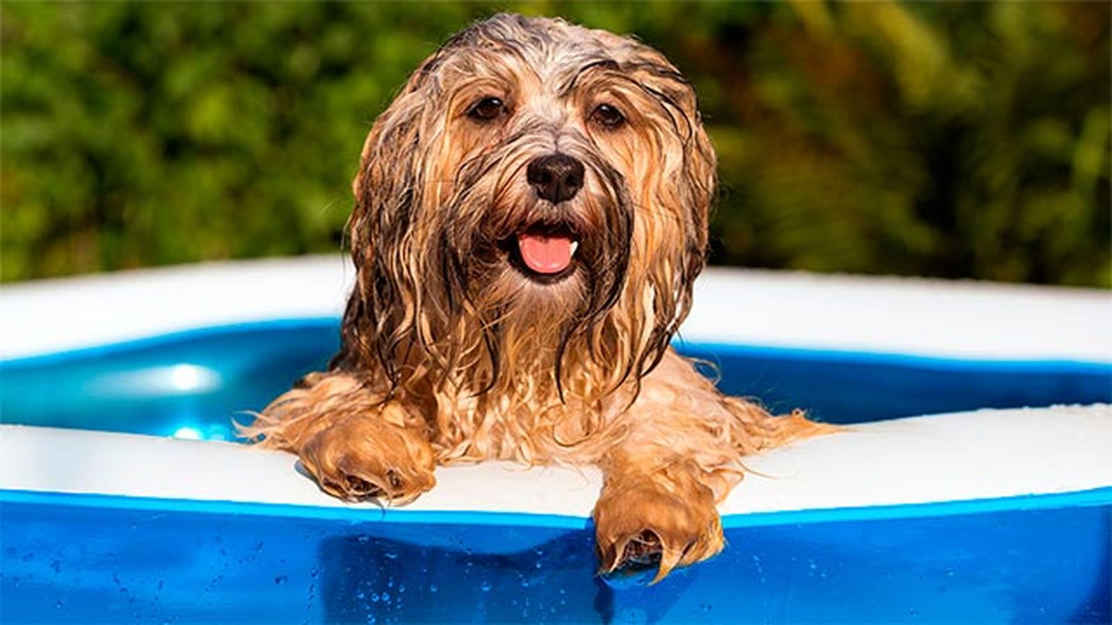 mascotas consejos perros golpes calor mascotas consejos perros golpes calor
