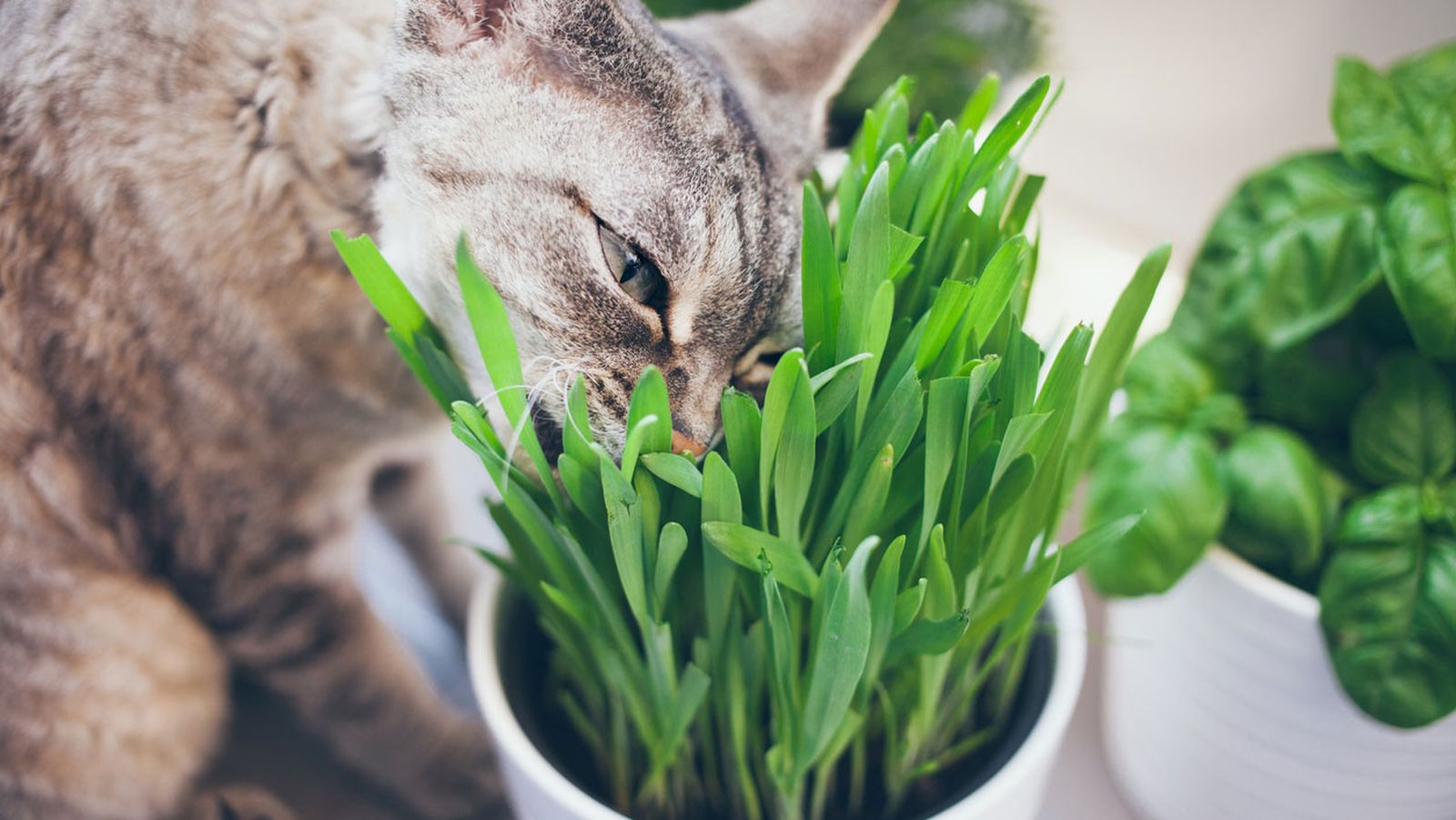 gato comiendo hierba
