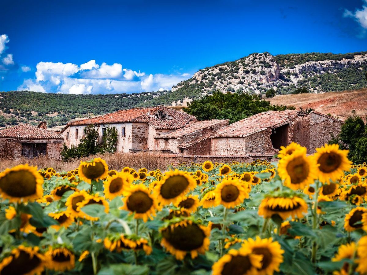 Los campos de girasoles son un paraje habitual en Castilla y León.