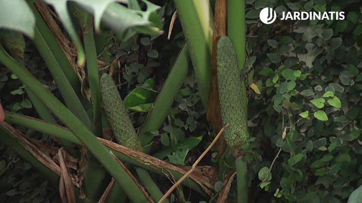 deco 781 jardin costilla de adan monstera deliciosa fruto