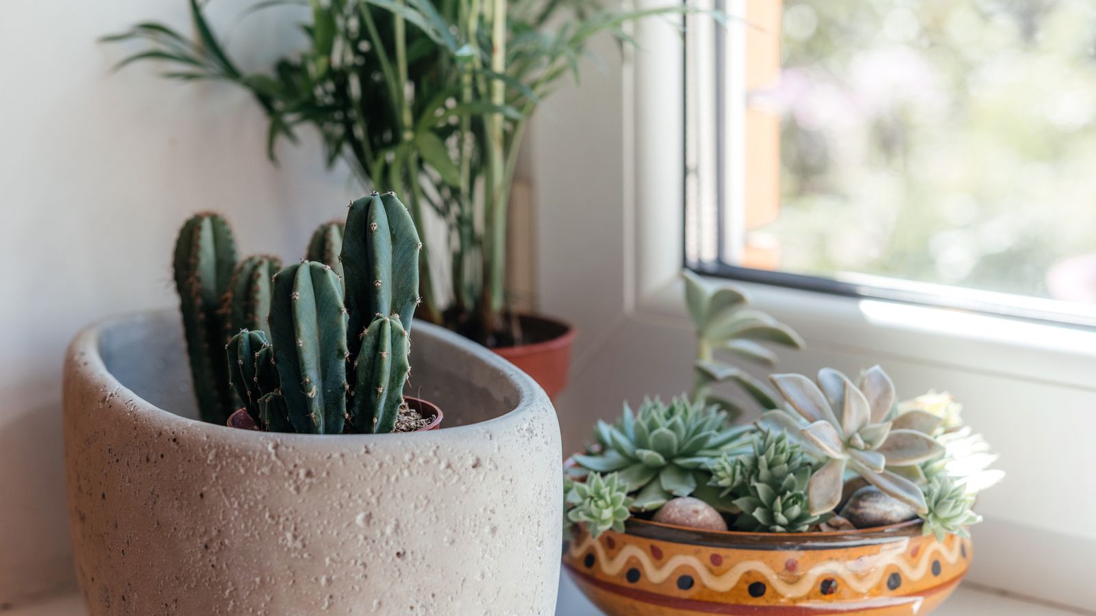 Las suculentas y plantas carnívoras no necesitan tanta humedad