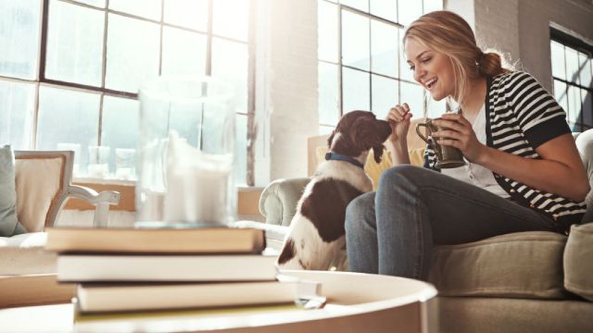 por que mi perro bebe mucha agua 11