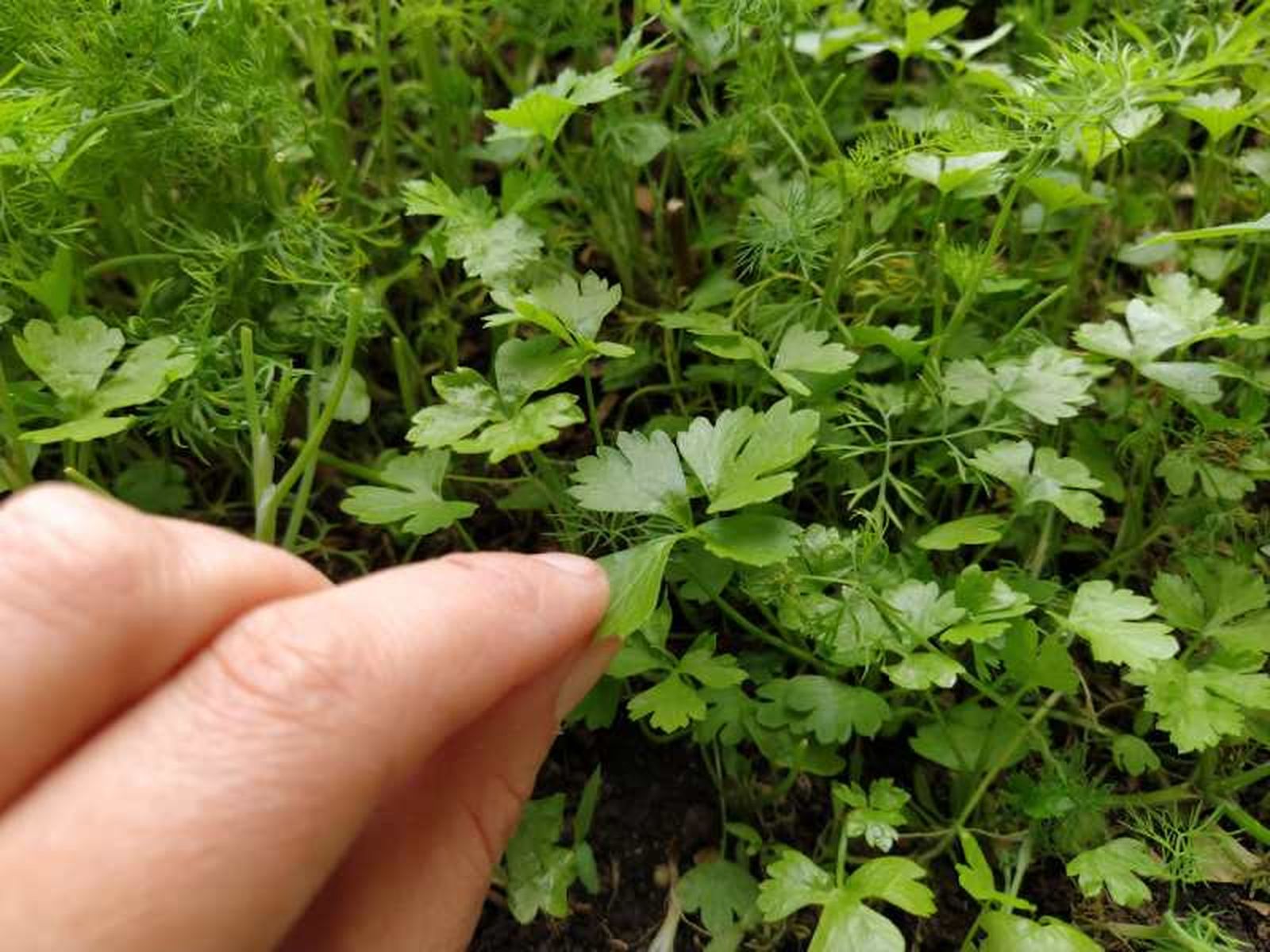Cultivar perejil en tu hogar le dará un toque especial a tus platos Cultivar perejil en tu hogar le dará un toque especial a tus platos
