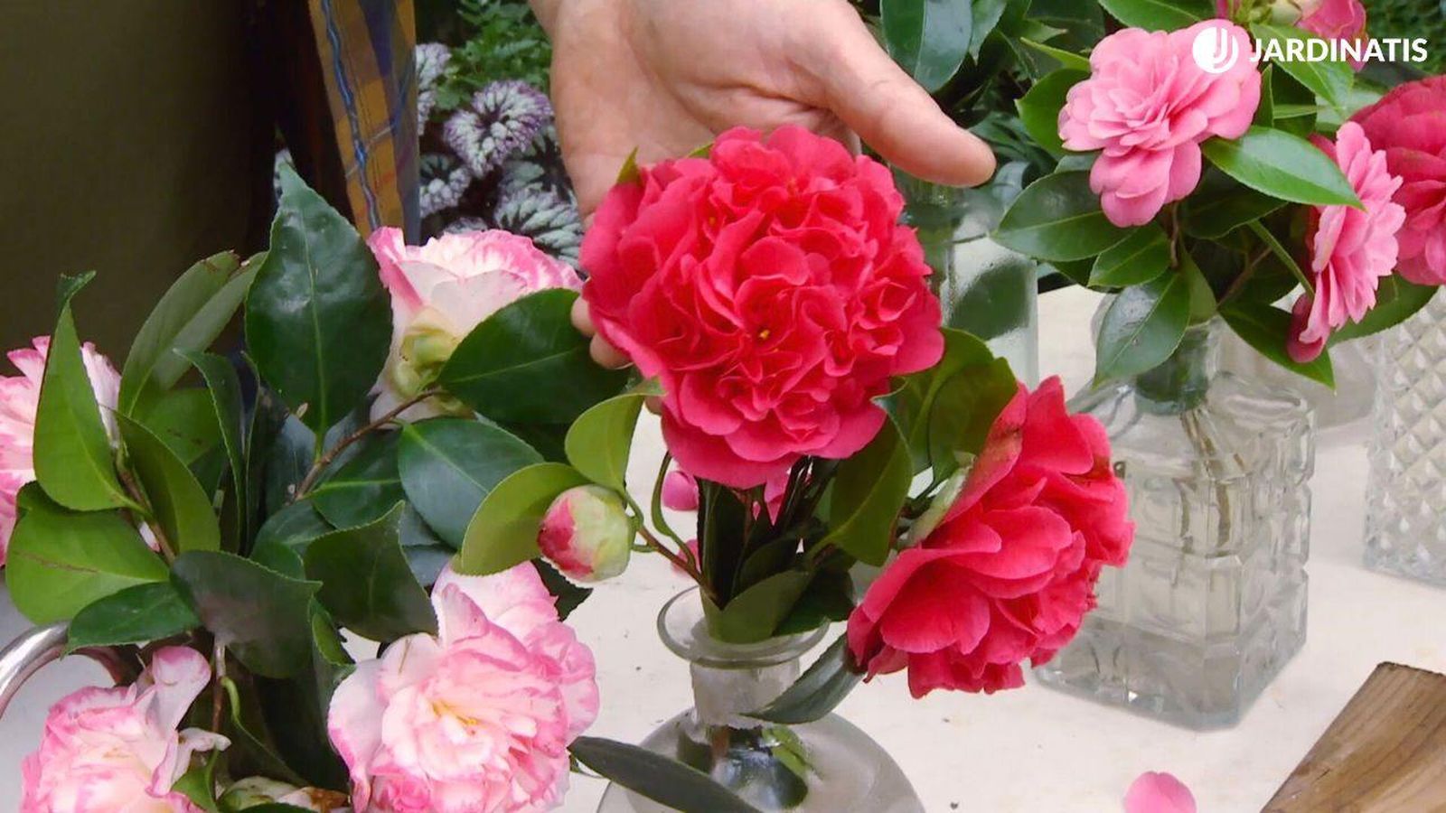 Distintas variedades de camelias según su flor