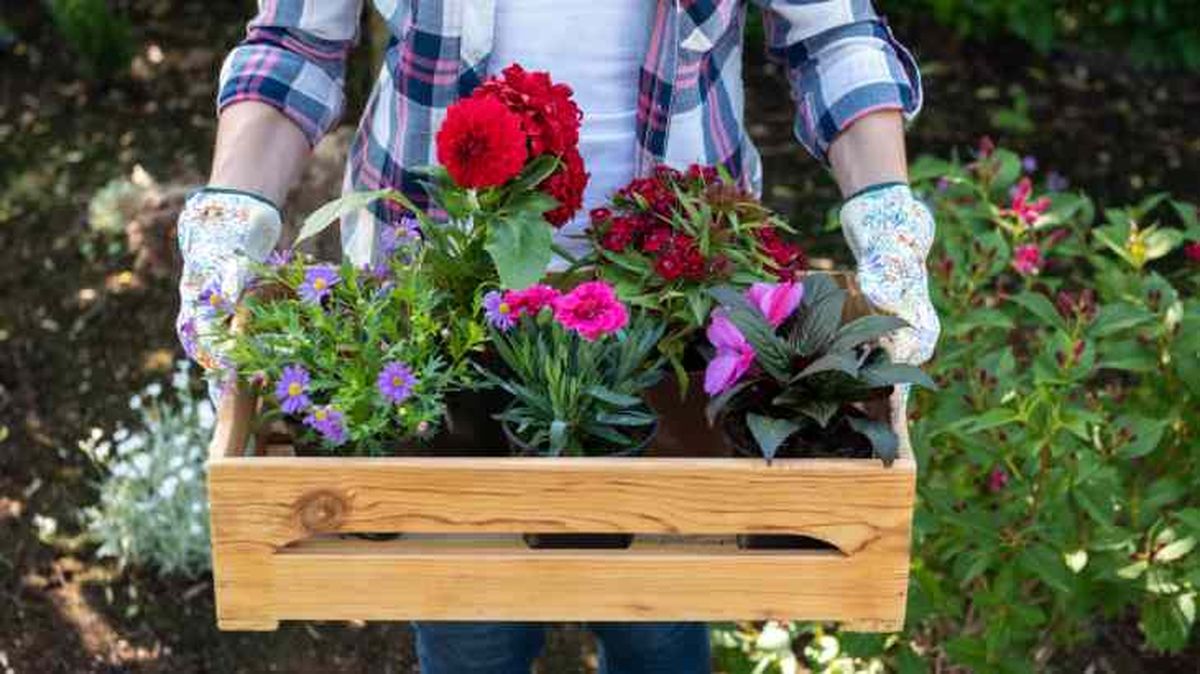 reciclar caja de vino madera tiesto plantas
