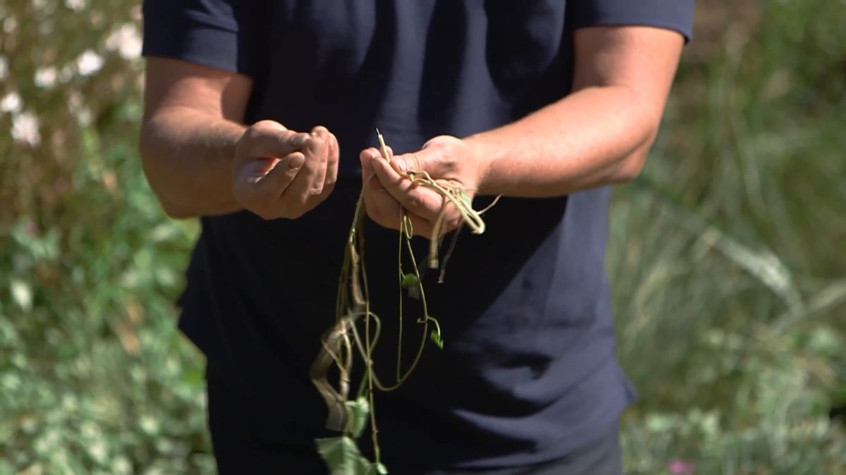 brico 965 briconsejo 3 como eliminar correhuela raices