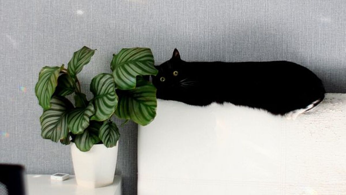 calathea orbifolia gatos