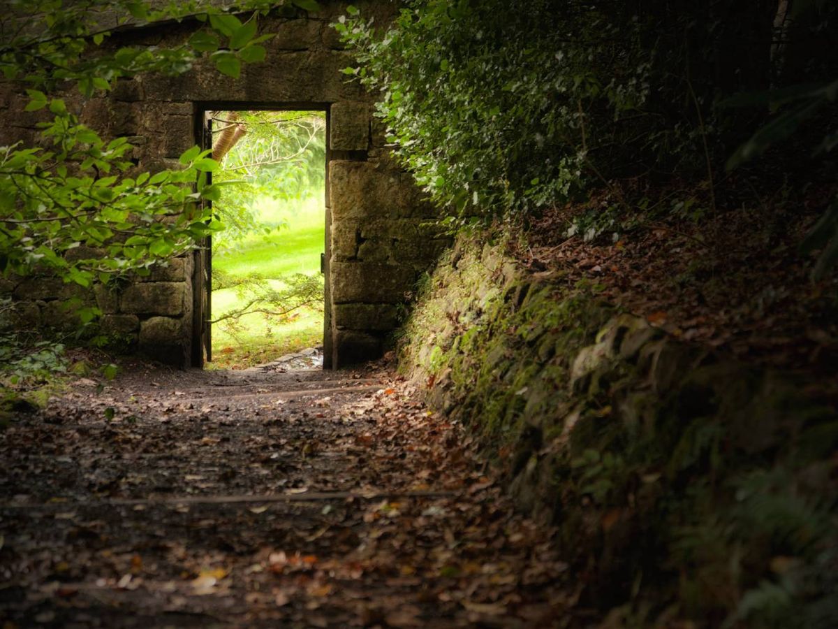 Las hormigas aparecen porque la planta produce una savia muy dulce, no porque las necesite.