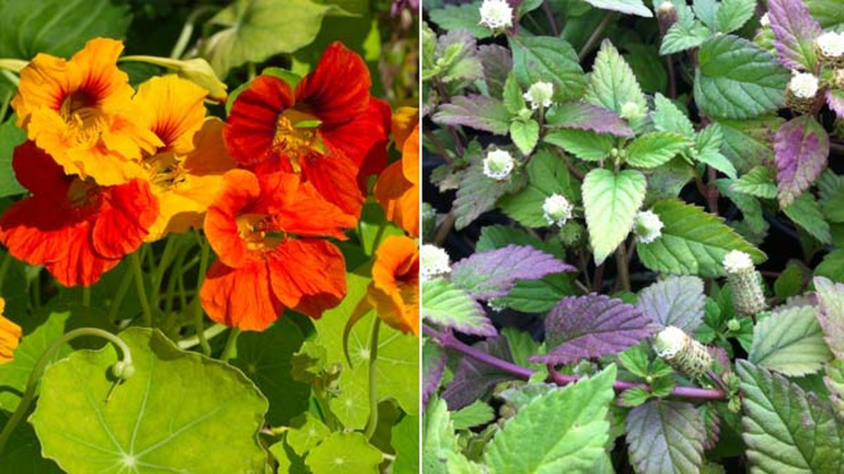 flores comestibles capuchina lippia dulcis