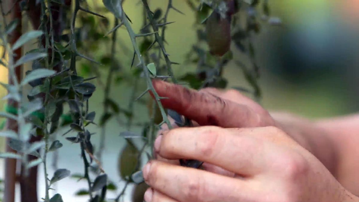 brico 0922 3 caviar citrico caracteristicas