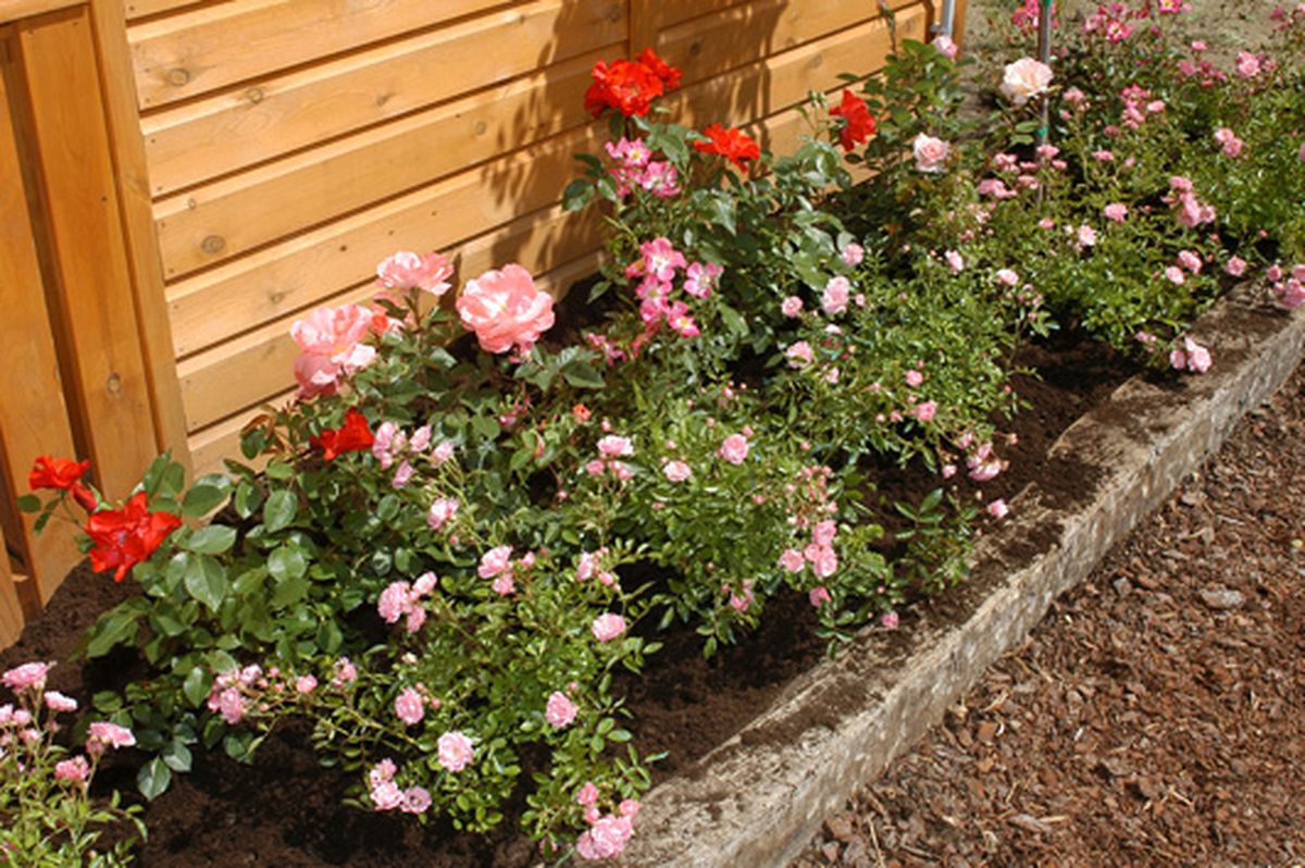 rosales arbustivos cubresuelos p4