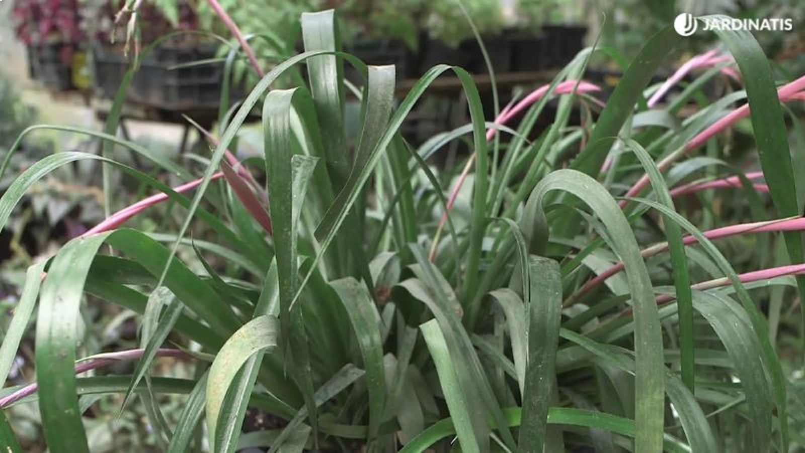 Hojas de la Billbergia nutans Hojas de la Billbergia nutans