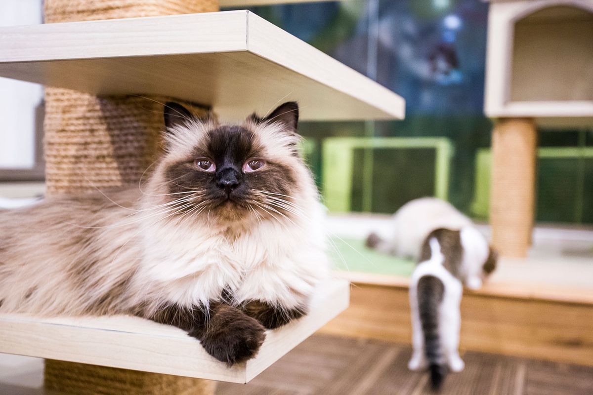 mascotas hotel gatos