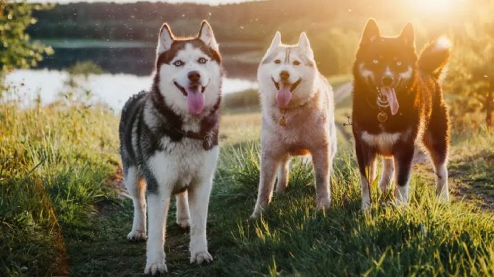 Grupo de tres perros husky