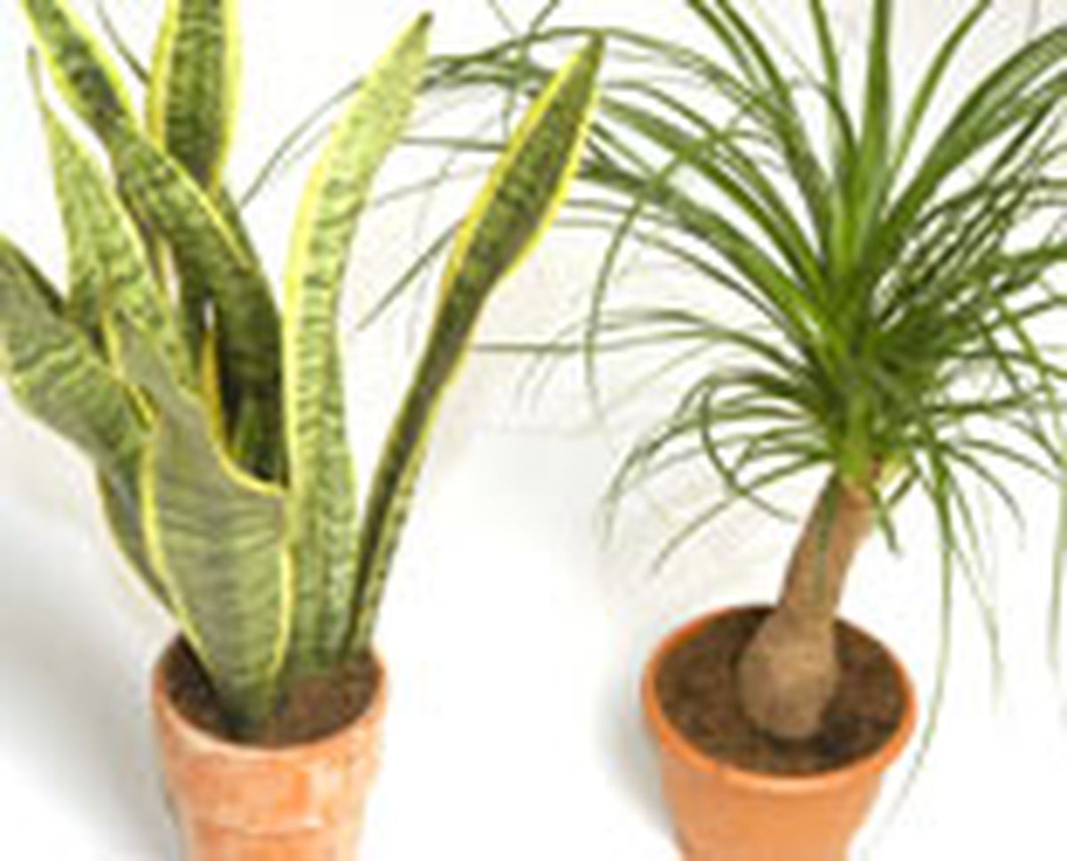 339 rieg plan int p01