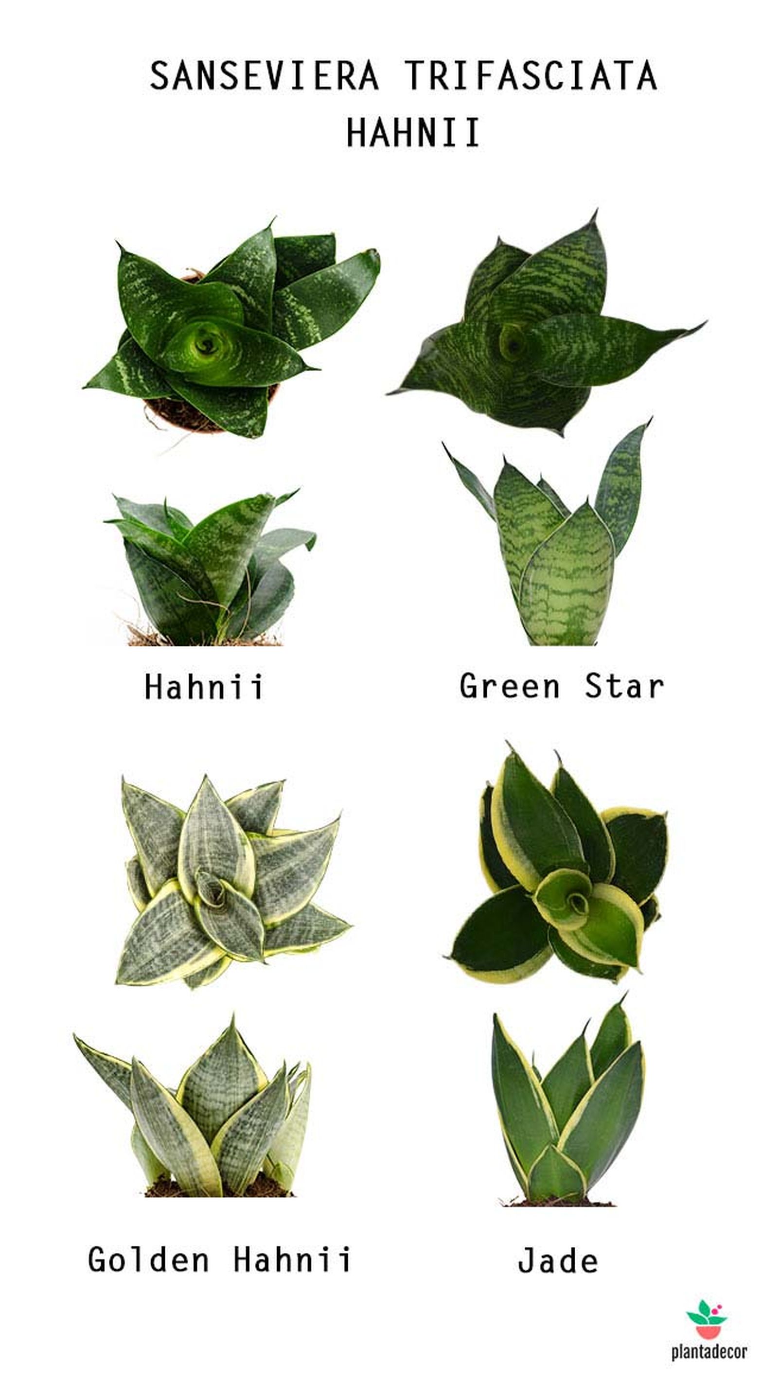 tipos sansevieras hahnii plantadecor tipos sansevieras hahnii plantadecor