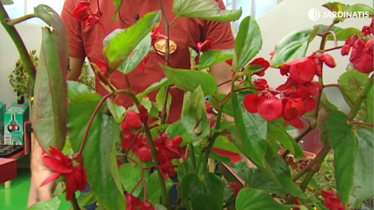 Begonia dragon wing brico 385