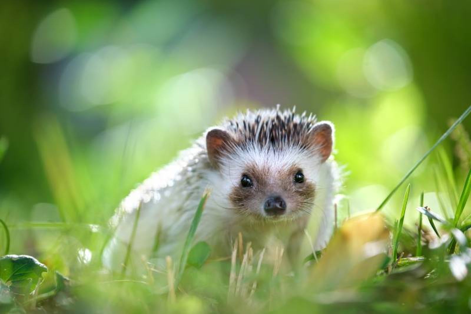Los erizos son animales nocturnos por lo que van a necesitar disponer de un lugar donde esconderse.