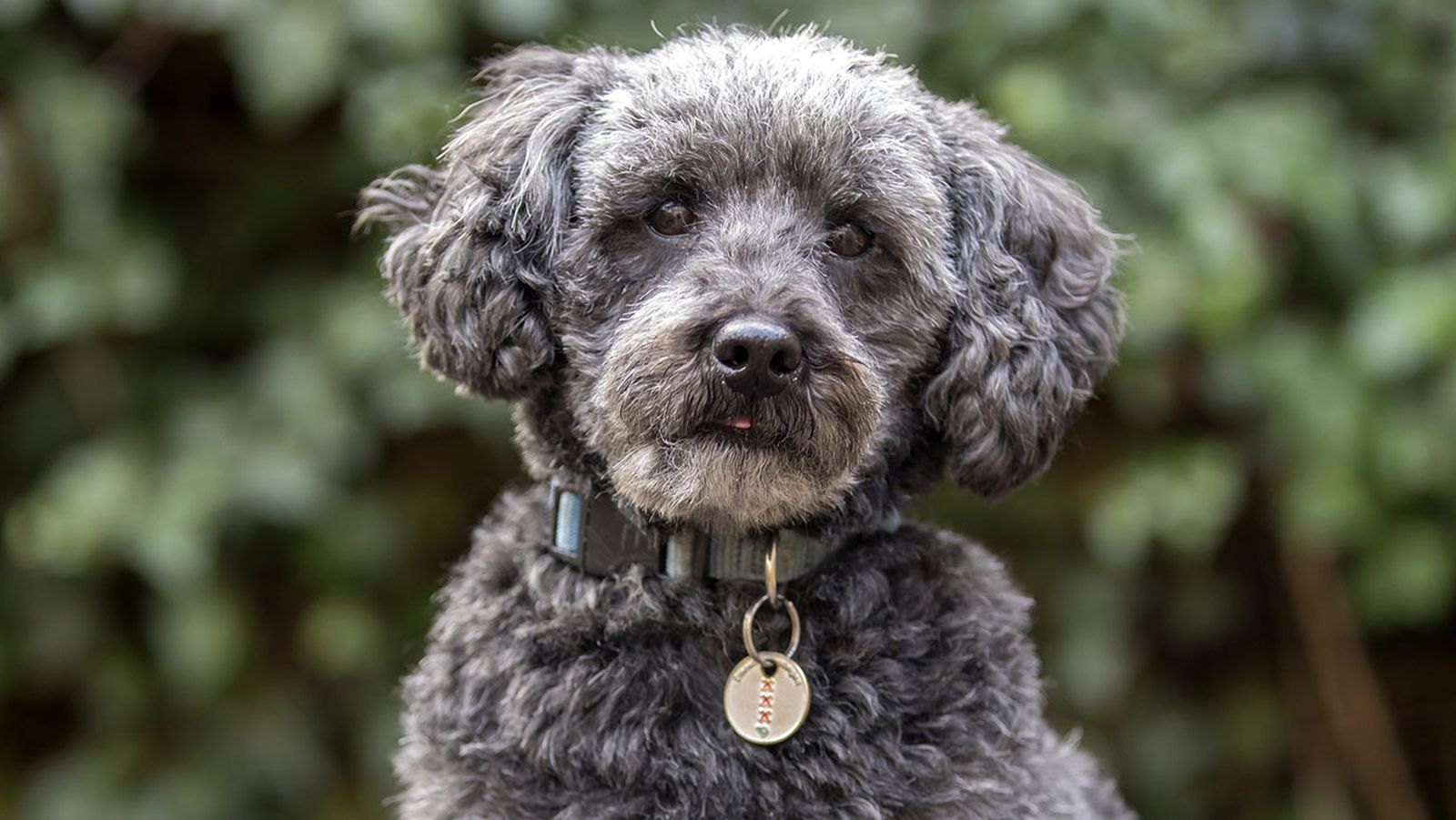 schnoodle