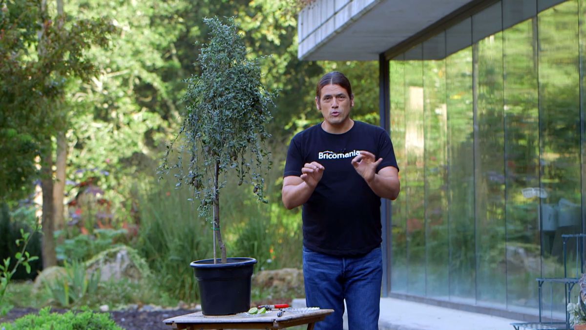 brico 0922 3 caviar citrico detalle