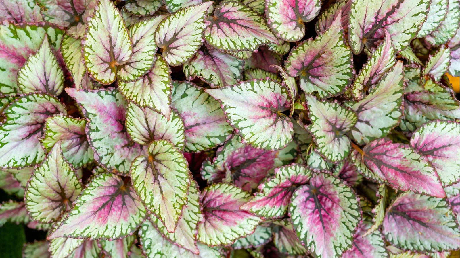 Begonia rex Begonia rex