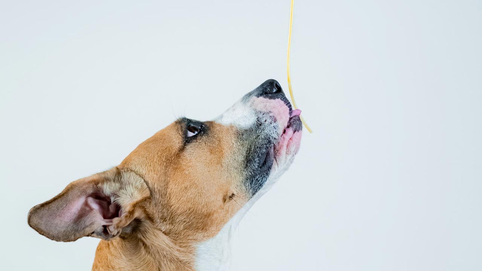 comida sostenible perros 1 comida sostenible perros 1