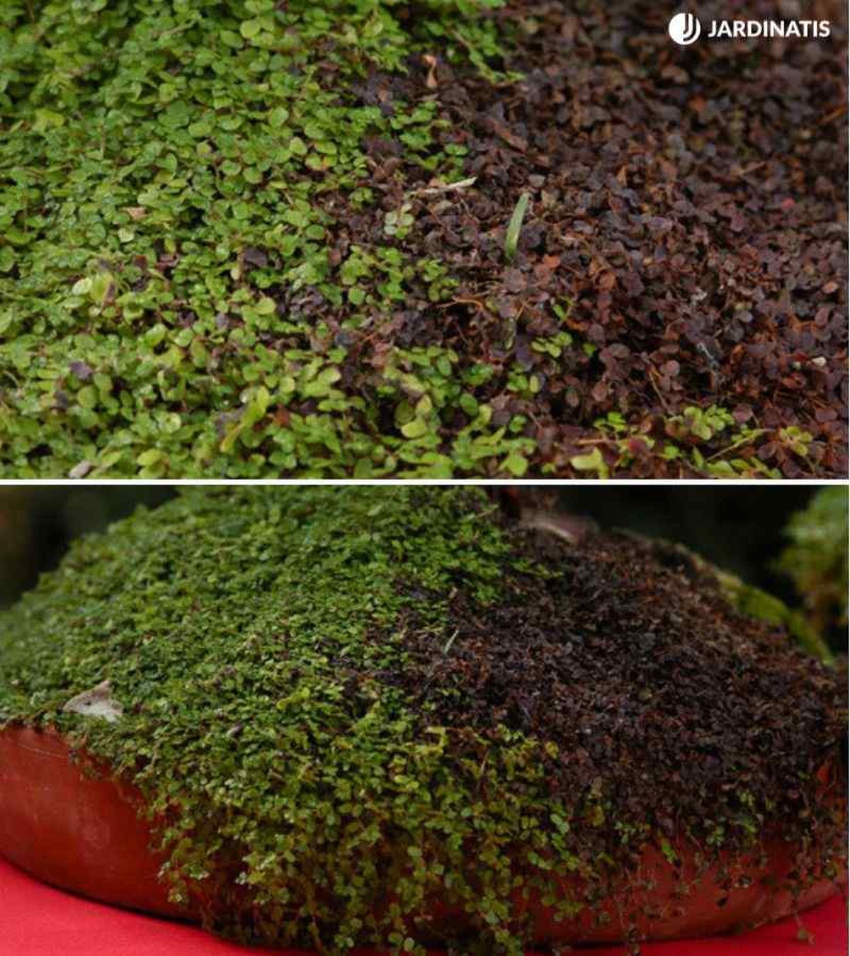 Soleirolia soleirolii quemada por el sol