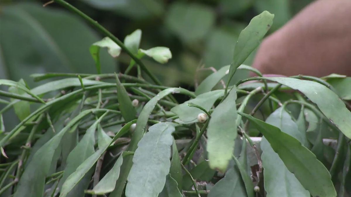 deco 765 jardin nuevas variedades de rhipsalis hoja plana