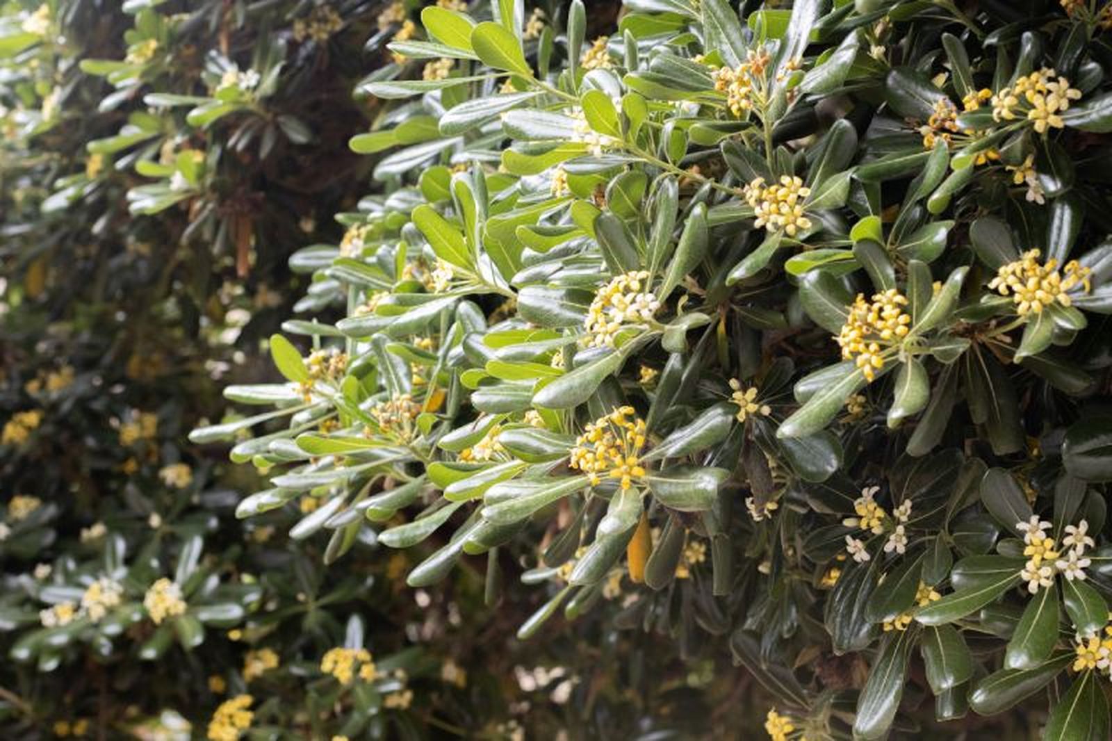 Pittosporum tobira en el jardín Pittosporum tobira en el jardín