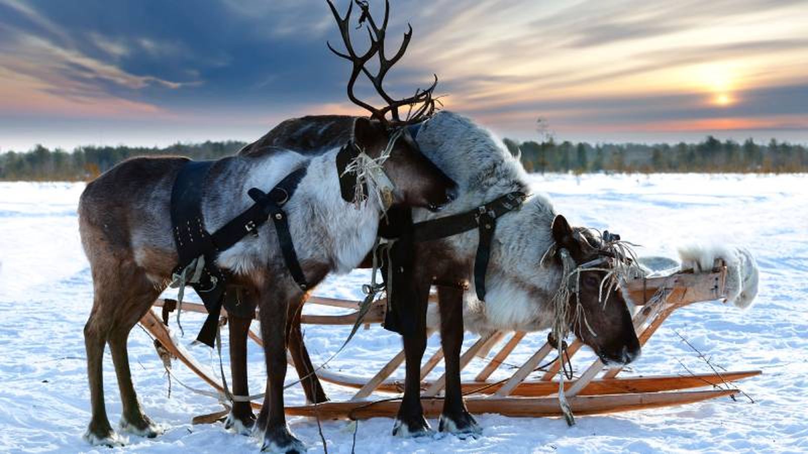 Es un animal que cada año realiza largas migraciones (más de 5.000 km) Es un animal que cada año realiza largas migraciones (más de 5.000 km)