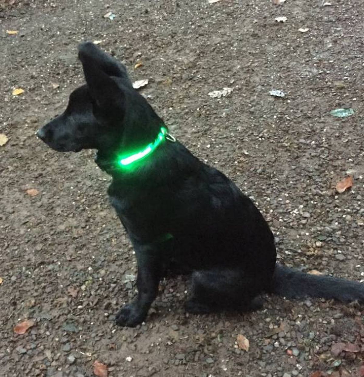 cliente de zooplus collar LED para perros recargable