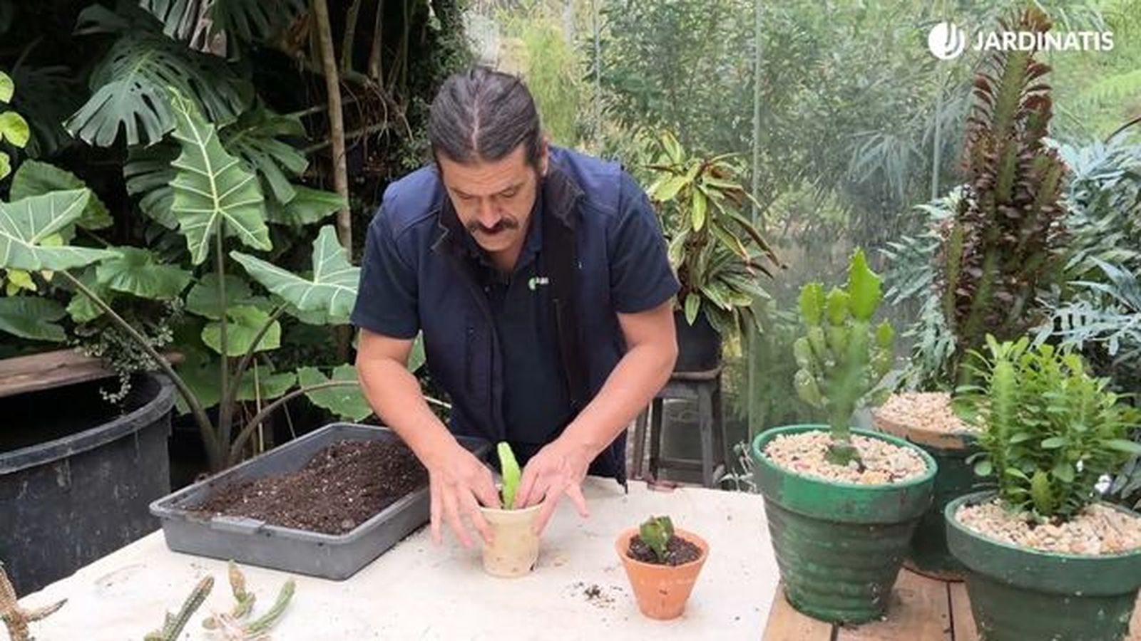 reproducir euphorbia trigona esquejes jardinatis 23 34 reproducir euphorbia trigona esquejes jardinatis 23 34