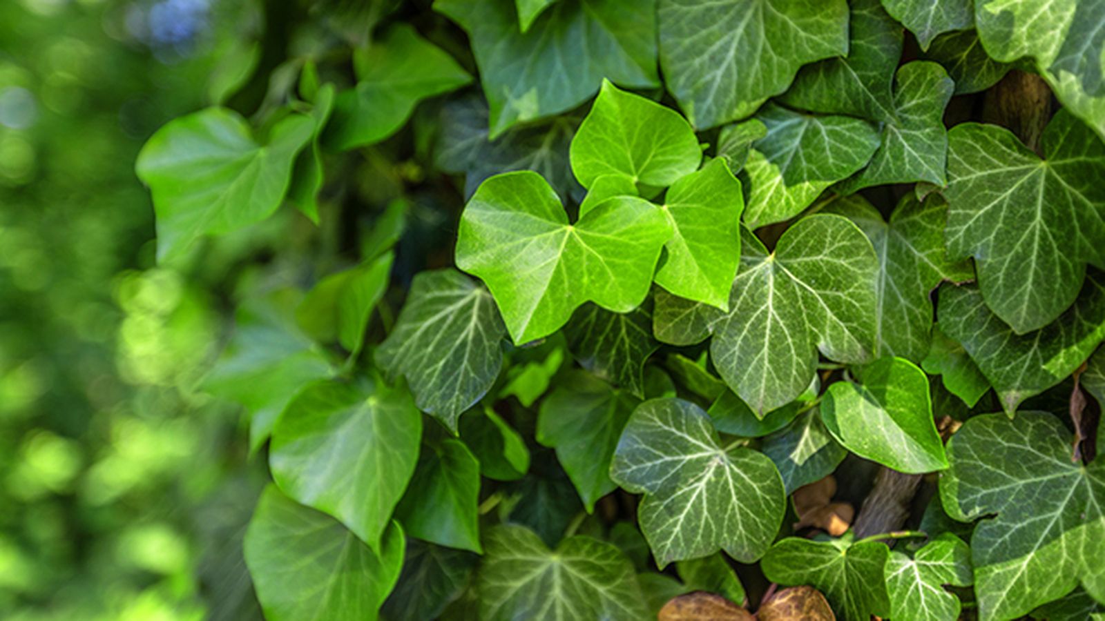 planta trepadora hiedra planta trepadora hiedra