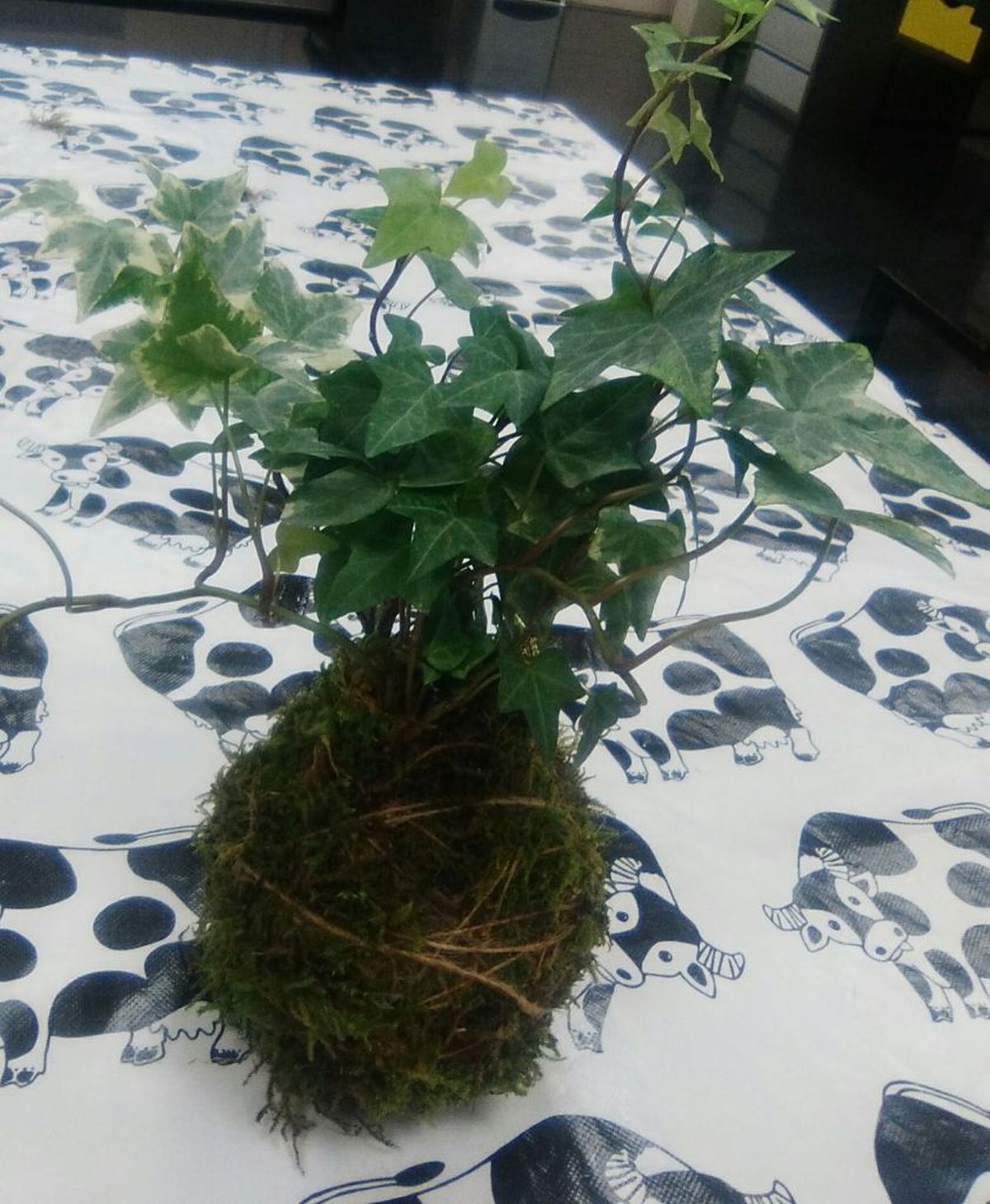 Kokedama con hiedra