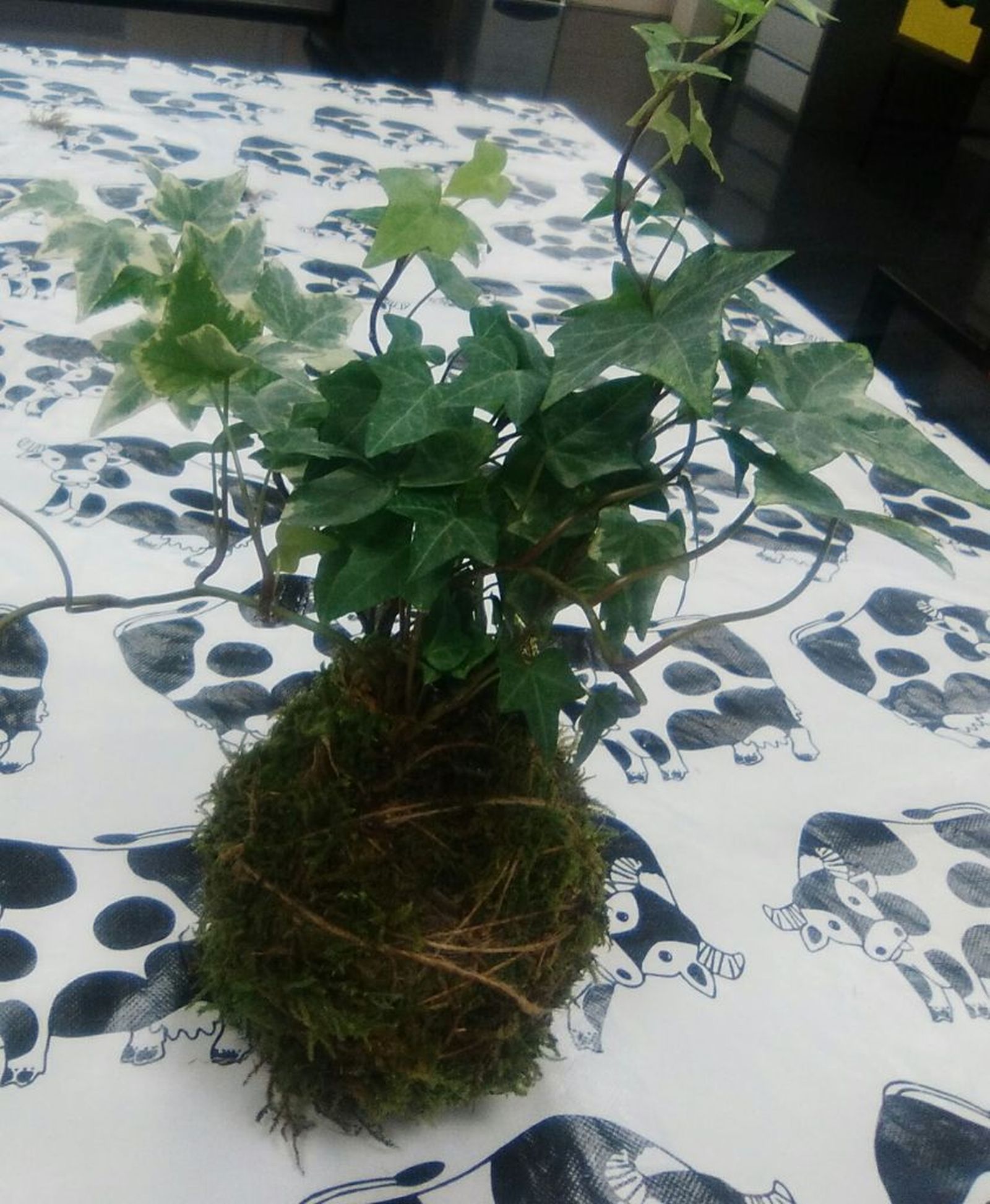 Kokedama con hiedra Kokedama con hiedra