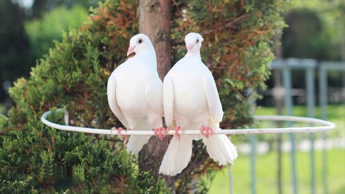 animales fieles a su pareja tortolas