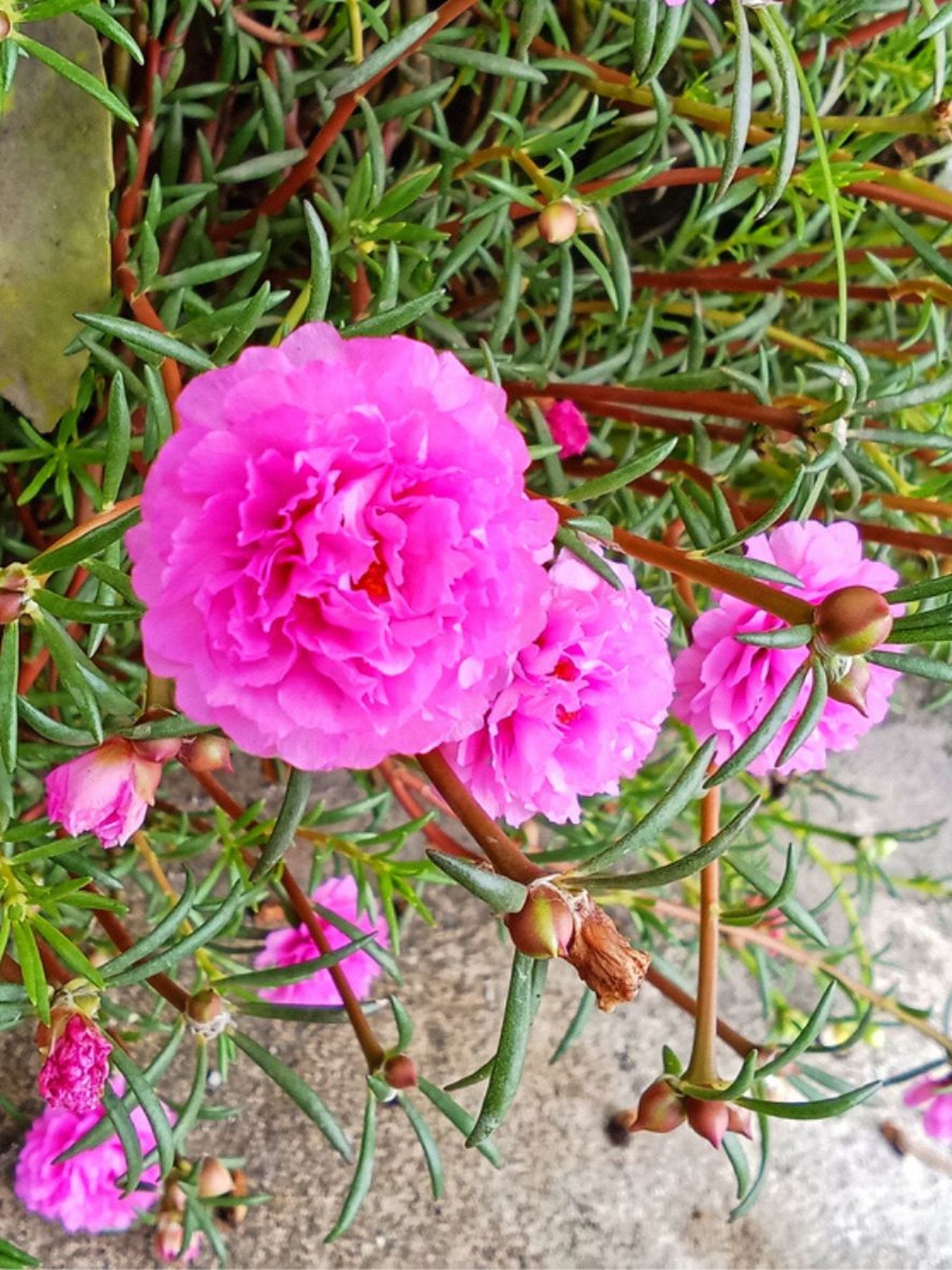 cuidados de la planta portulaca flor de seda cuidados de la planta portulaca flor de seda